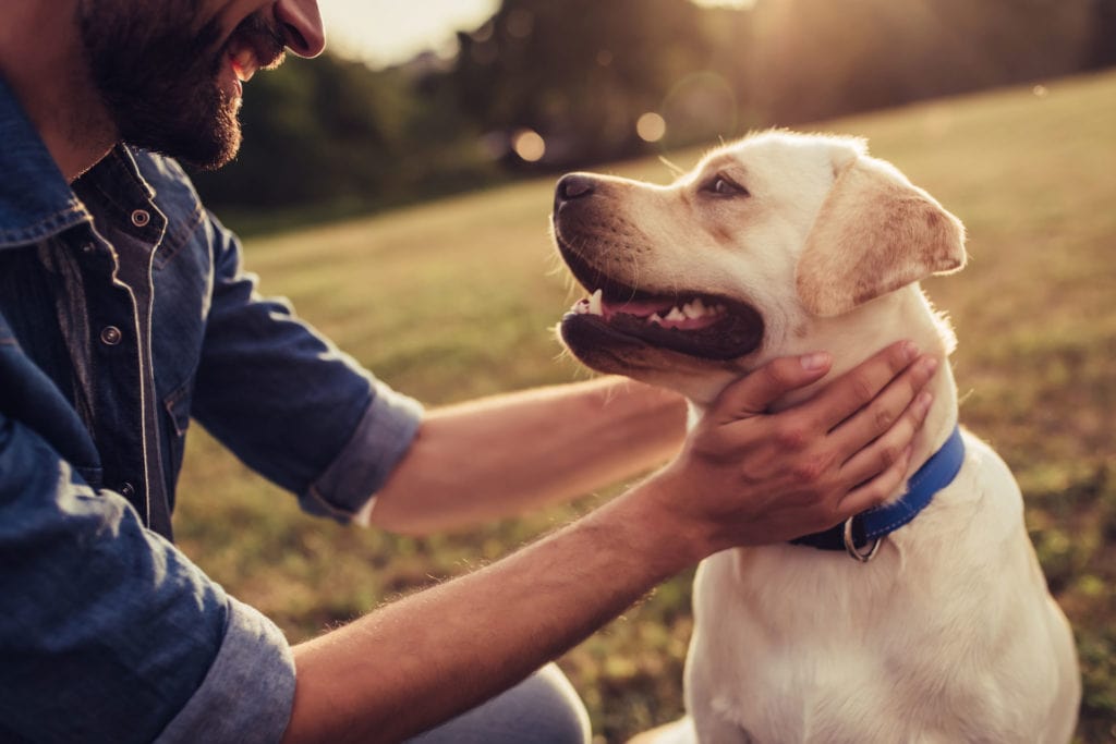 Pet owner spending time with their dog